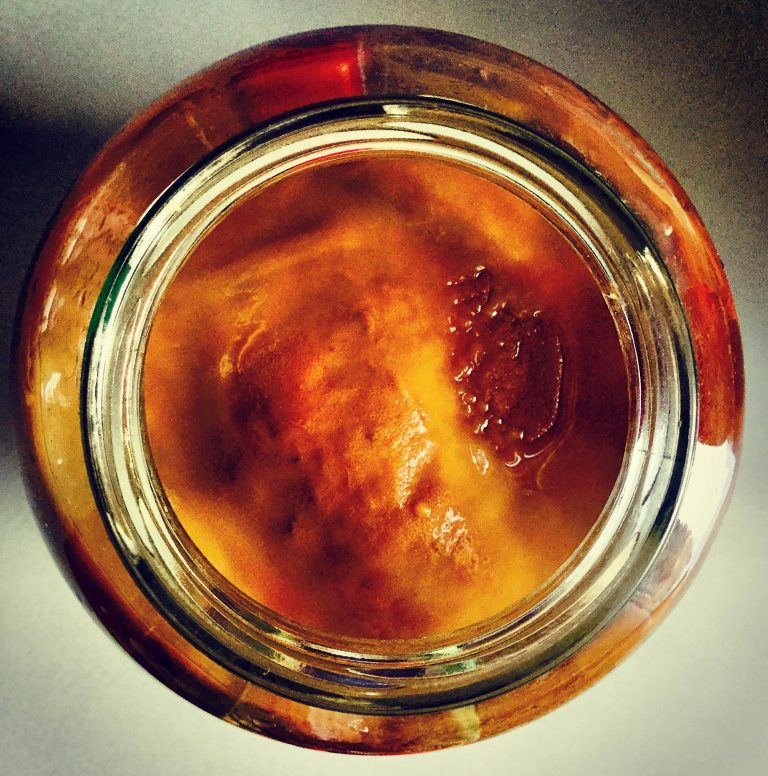 Top view of a new SCOBY layer forming on the surface of brewing kombucha