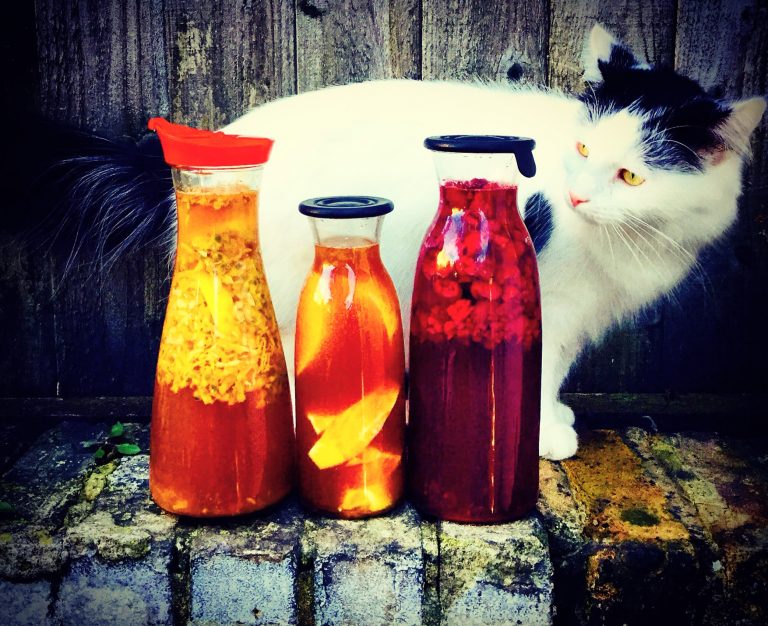 Three bottles of homemade flavored kombucha with fruit and ginger on a stone wall, with a white and black cat behind them